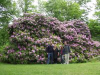 Rhododendron