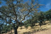 Cork oak