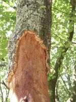 Cork oak