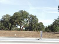 Cork oak